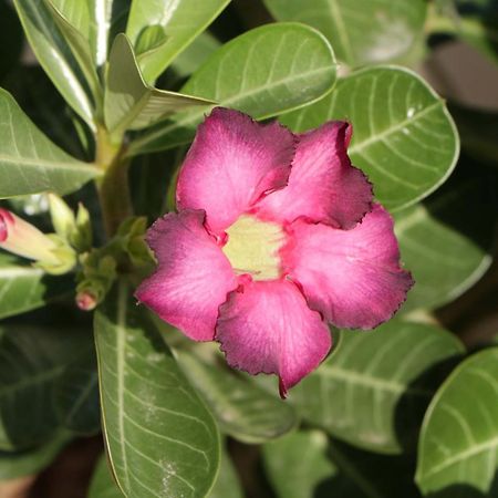 Pousada Gauleses Praia do Rosa Ngoại thất bức ảnh