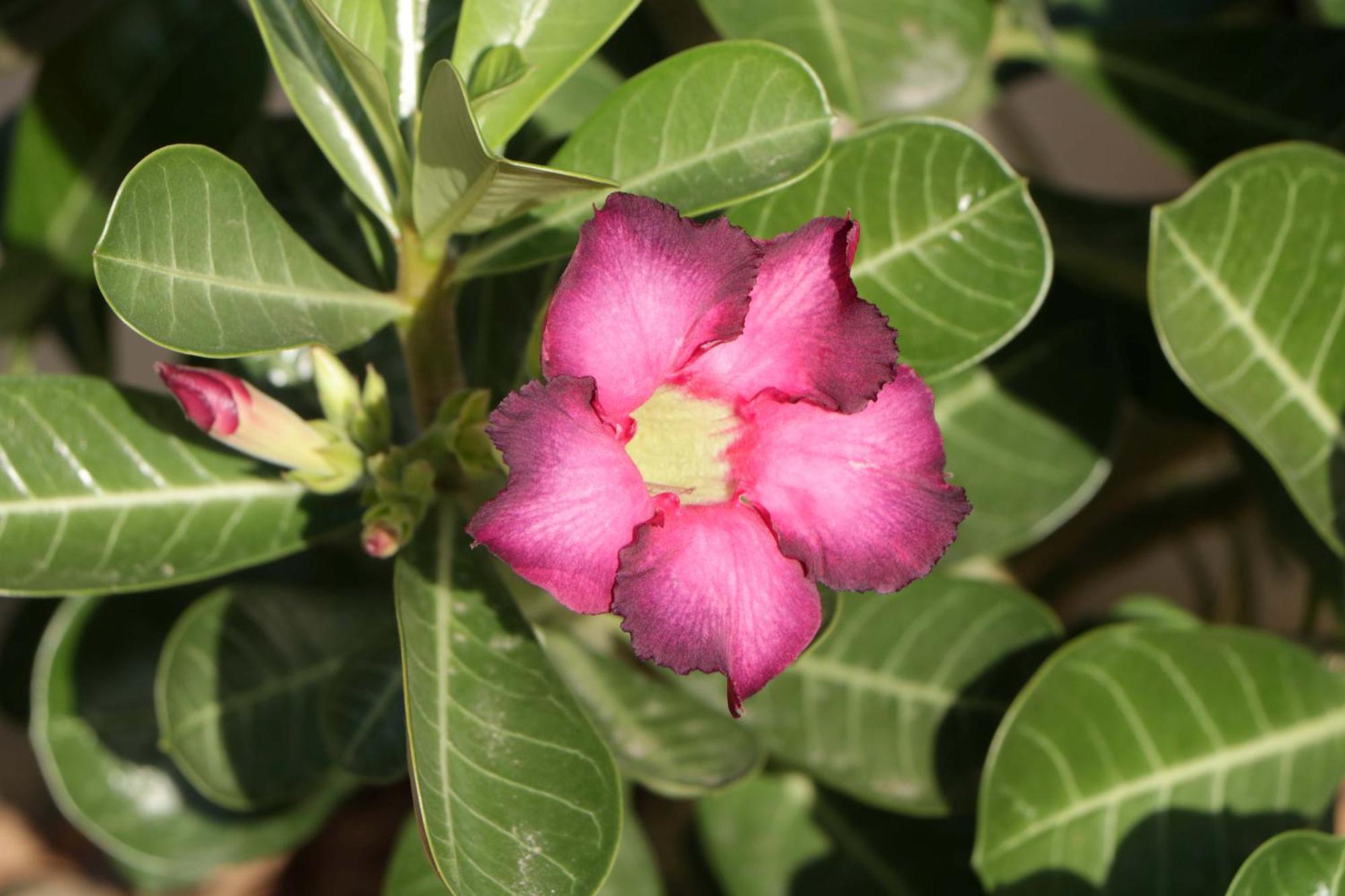 Pousada Gauleses Praia do Rosa Ngoại thất bức ảnh